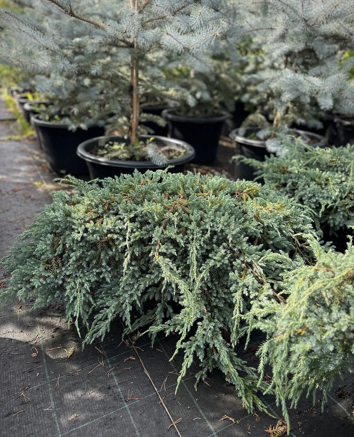 Можжевельник Блю Свид (Blue Swede) чешуйчатый