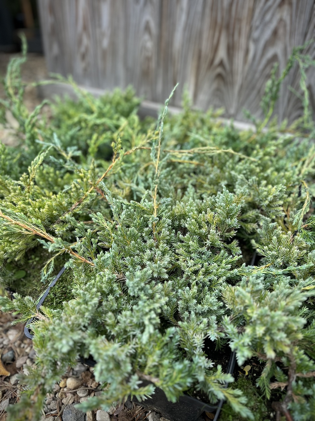 Можжевельник Блю Карпет (Blue Carpet) чешуйчатый