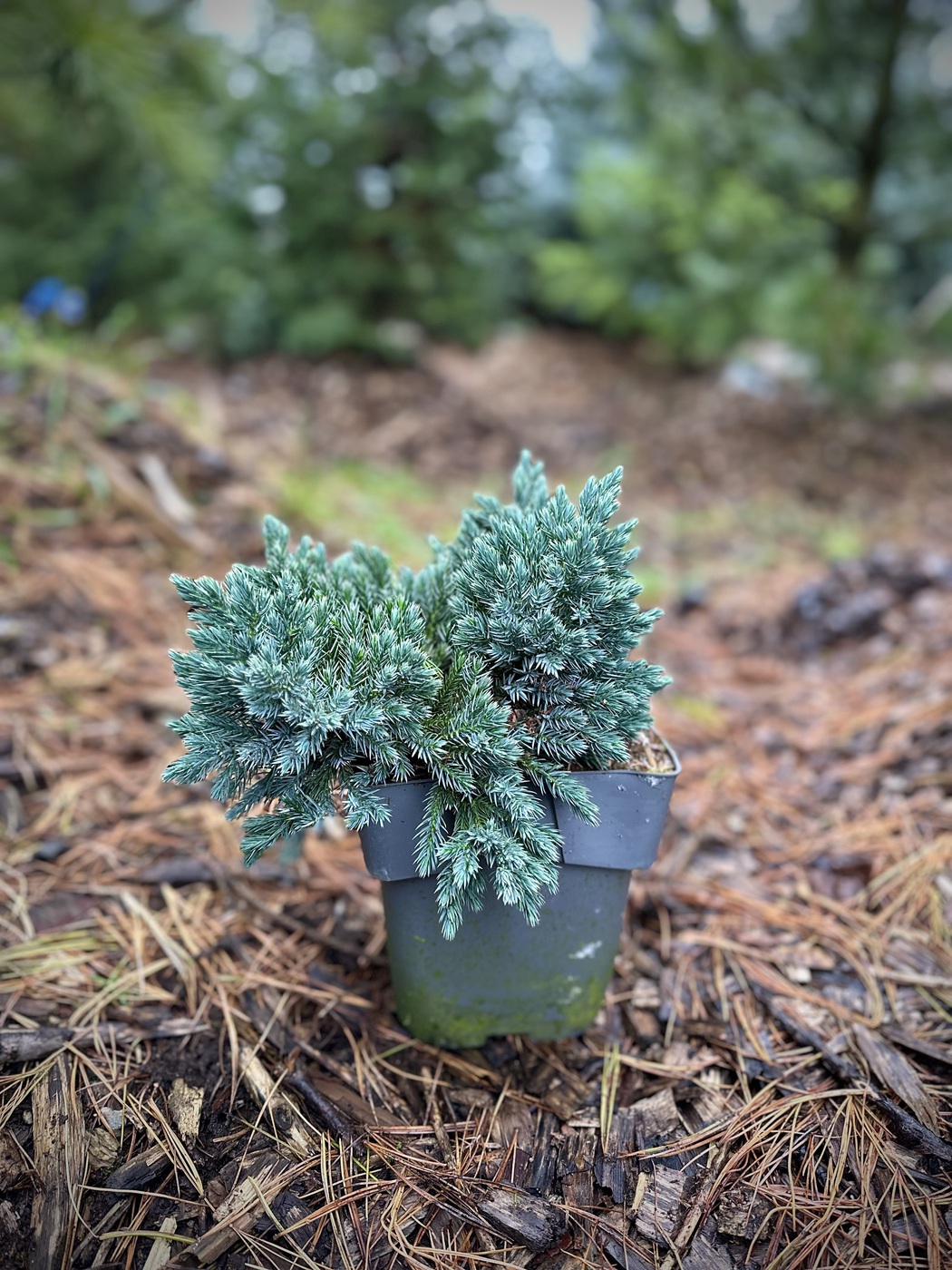 Можжевельник Блю Стар (Blue Star) чешуйчатый