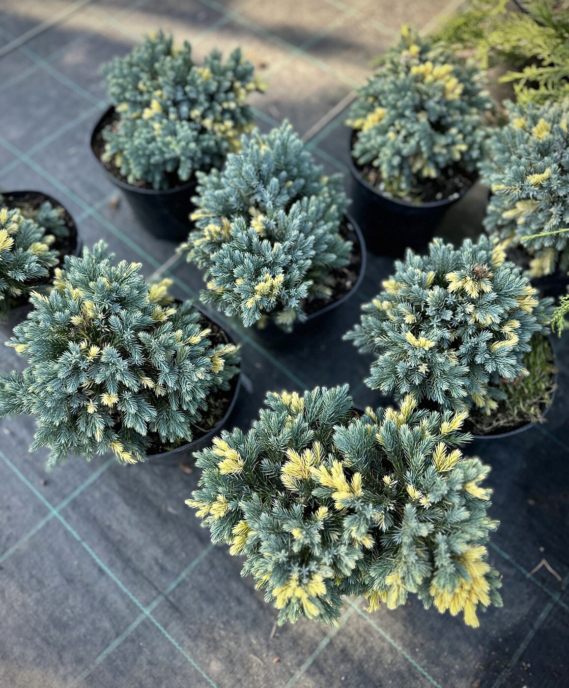 Можжевельник Флореант (Floreant) чешуйчатый