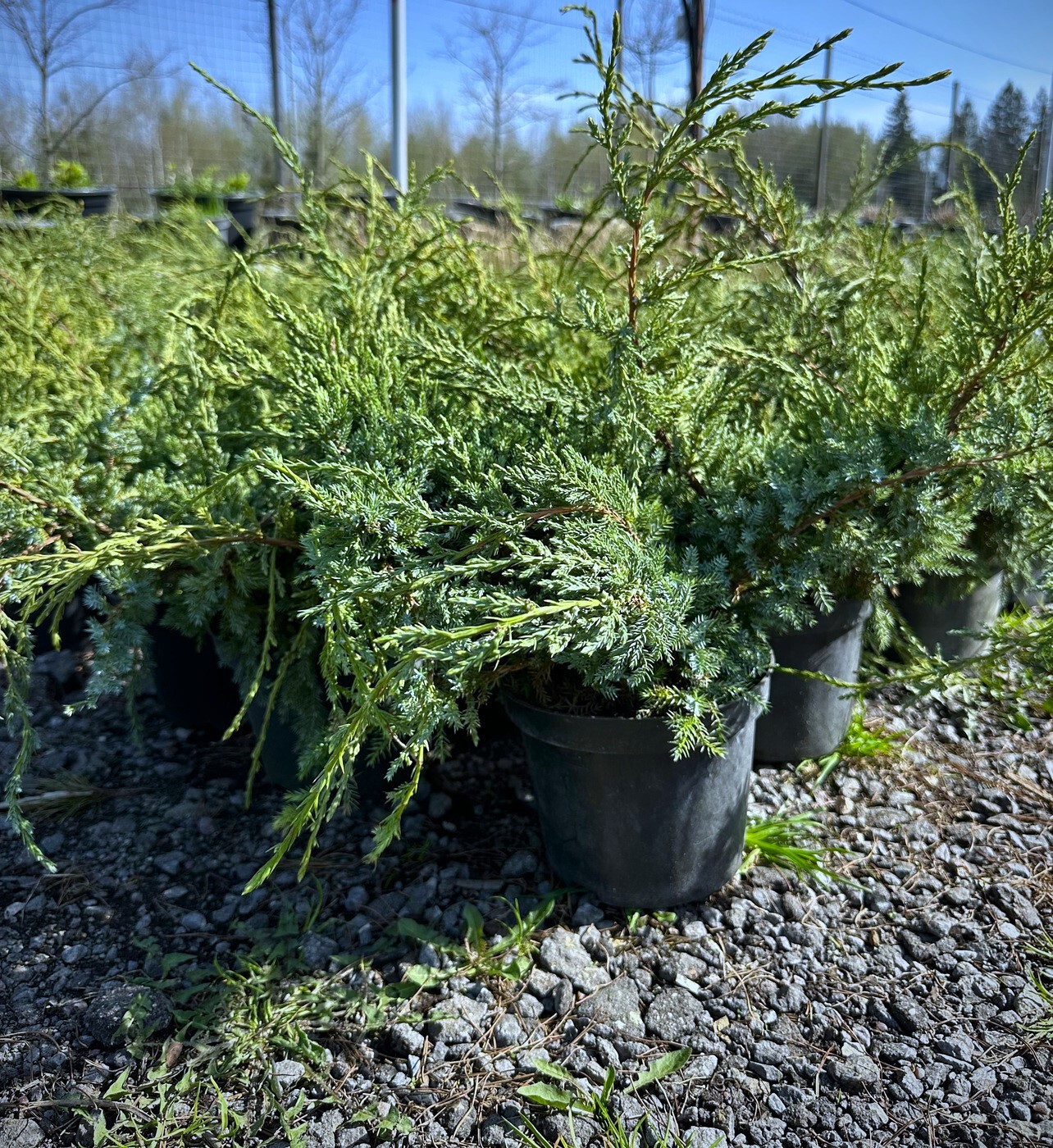 Можжевельник Дрим Джой (Dream Joy) чешуйчатый