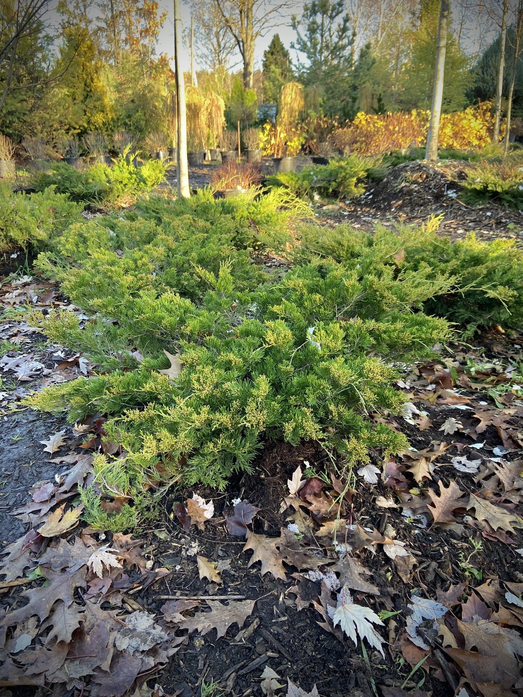 Можжевельник Минт Джулеп (Mint Julep) средний