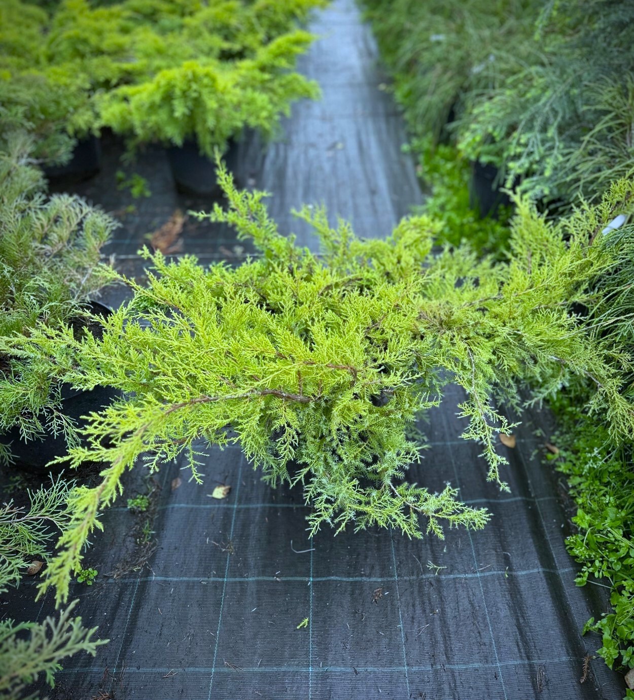 Можжевельник Компакта (Compacta) Пфитцериана