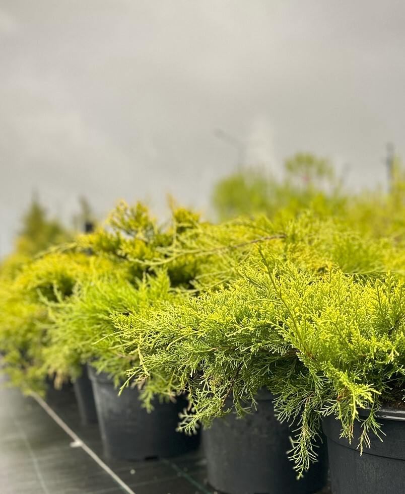 Можжевельник Олд Голд (Old Gold) Пфитцериана