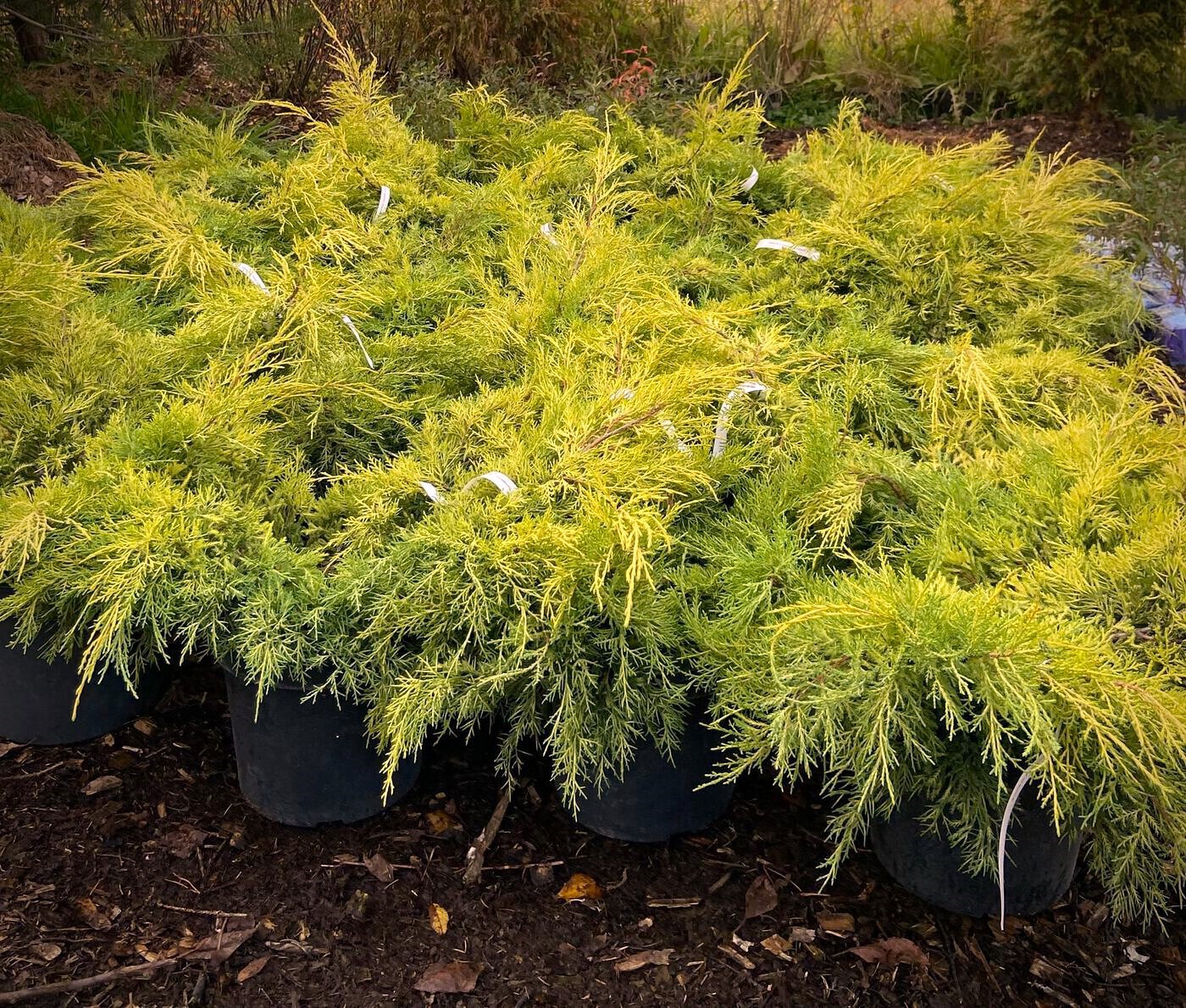 Можжевельник Кинг оф Спринг (King of Spring) Пфитцериана