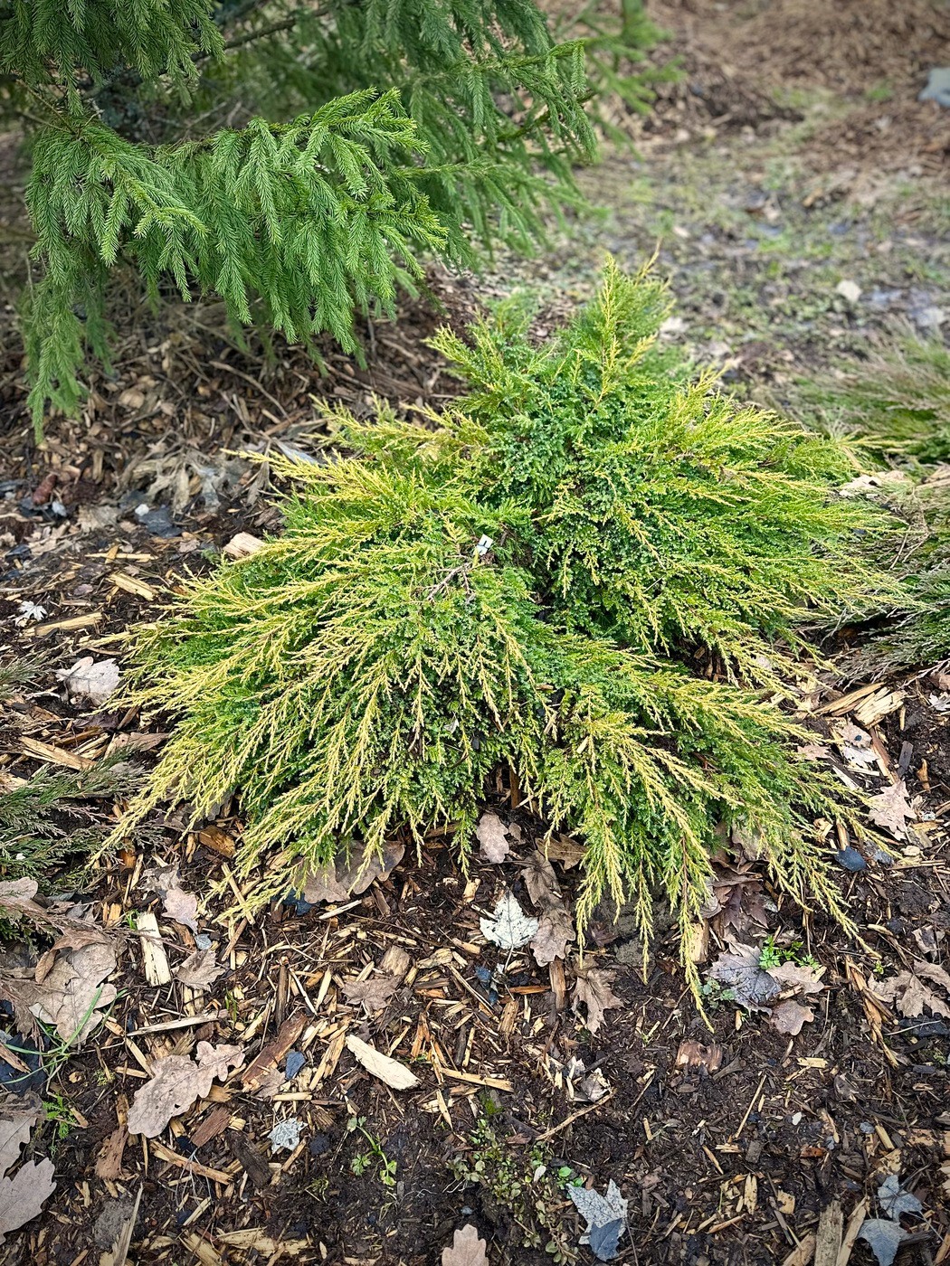 Можжевельник Голд Стар (Gold Star) Пфитцериана