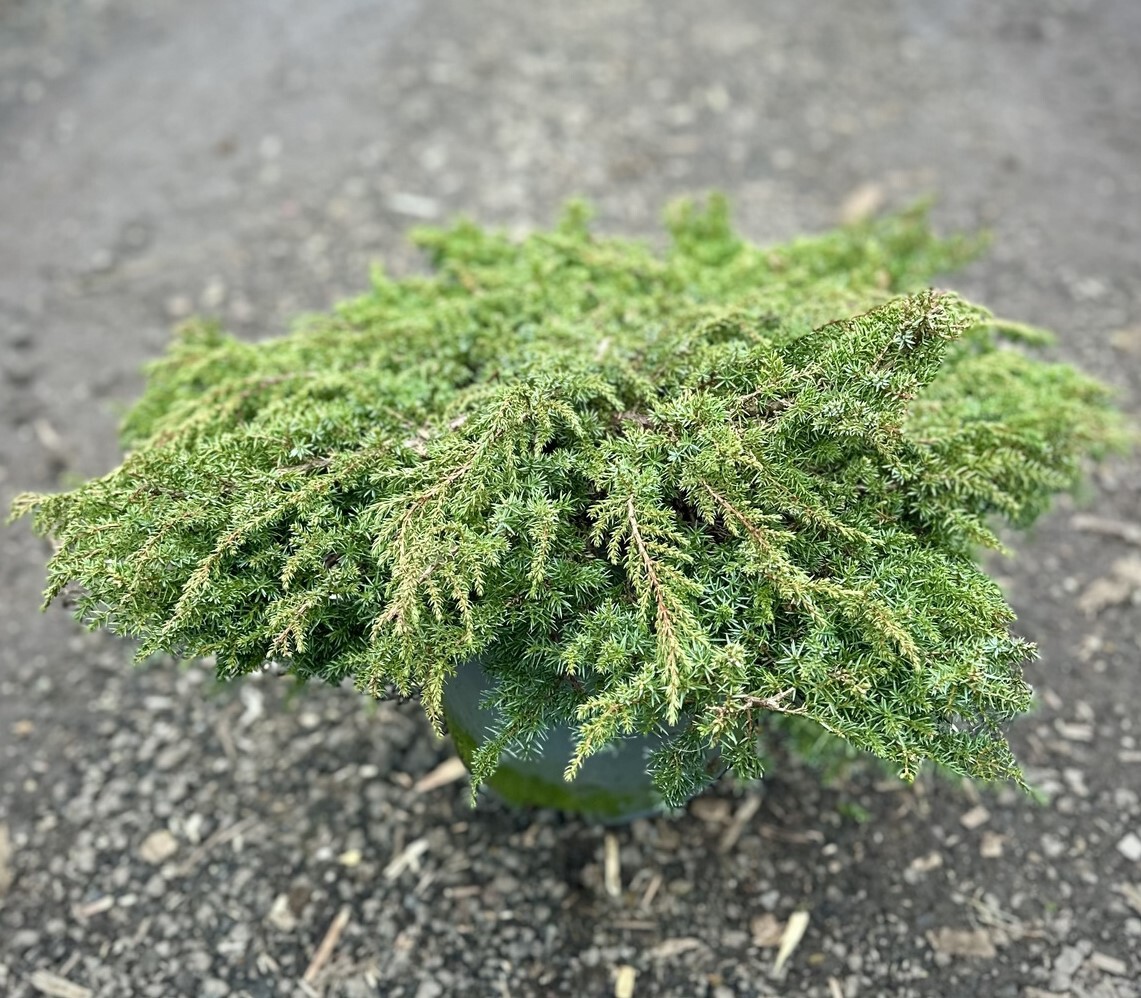 Можжевельник Грин Карпет (Green Carpet) обыкновенный
