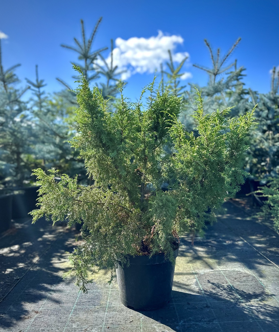 Можжевельник Хиберника (Hibernica) обыкновенный