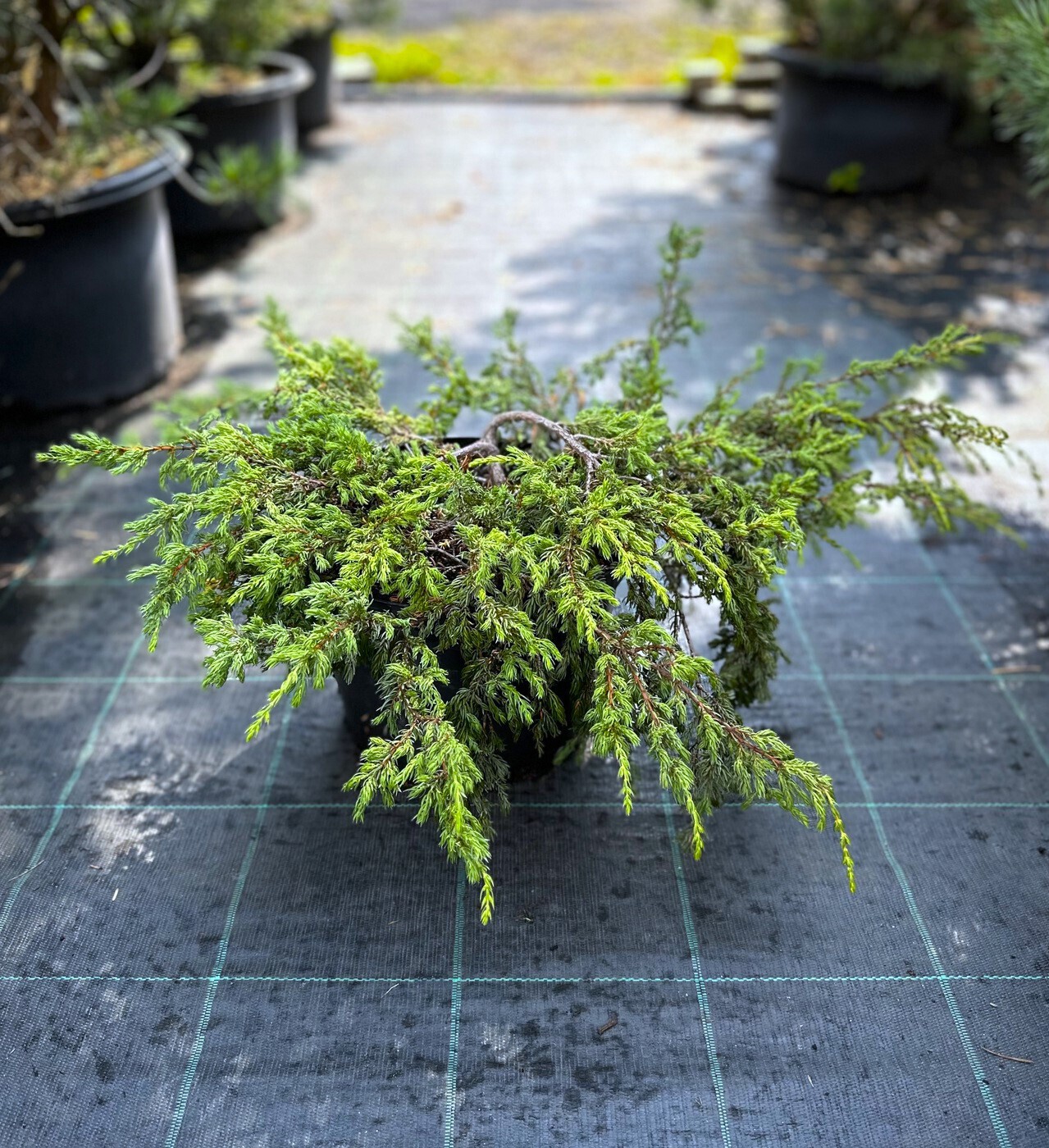 Можжевельник Репанда (Repanda) обыкновенный