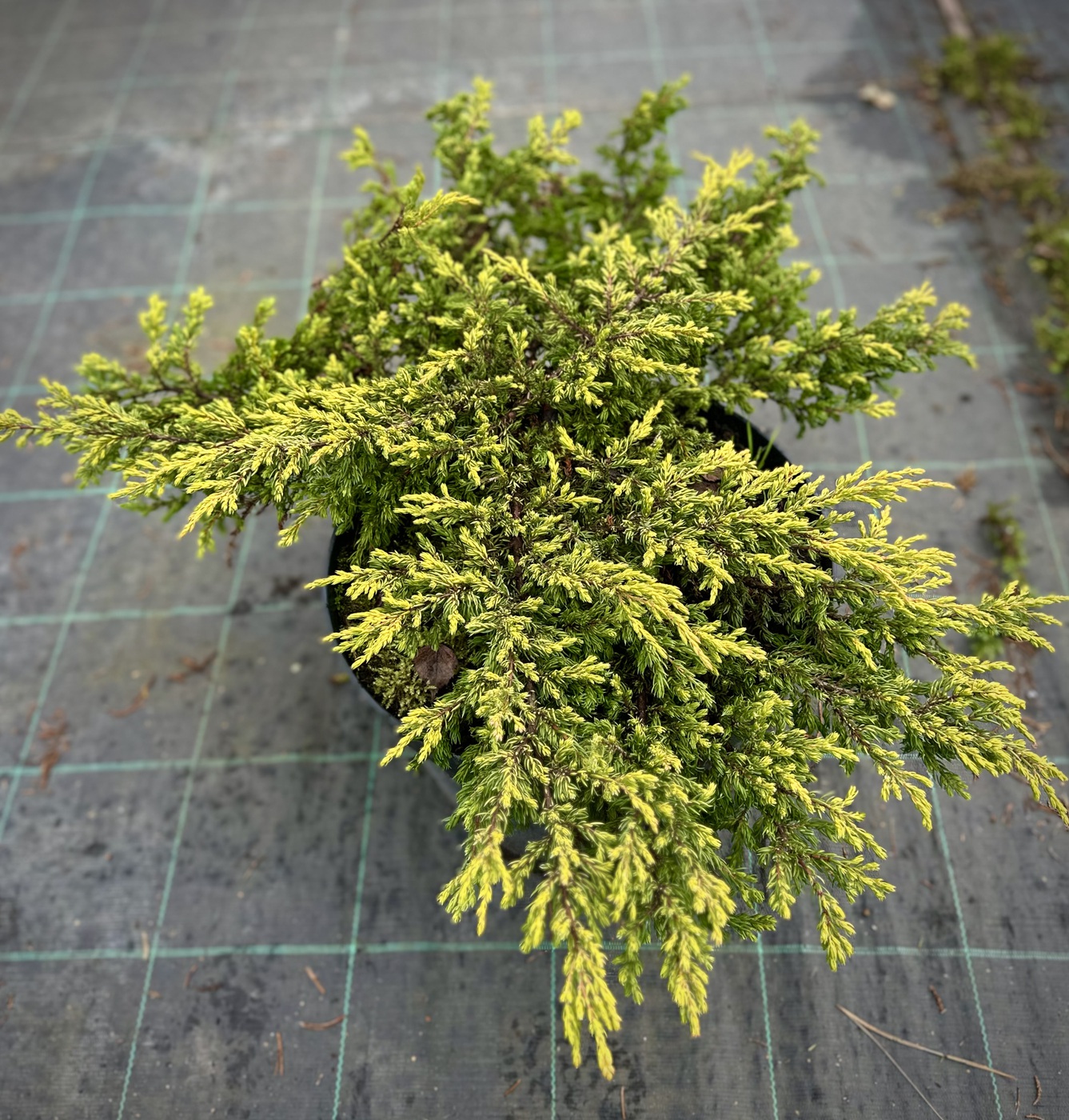 Можжевельник Голдшатз (Goldshatz) обыкновенный