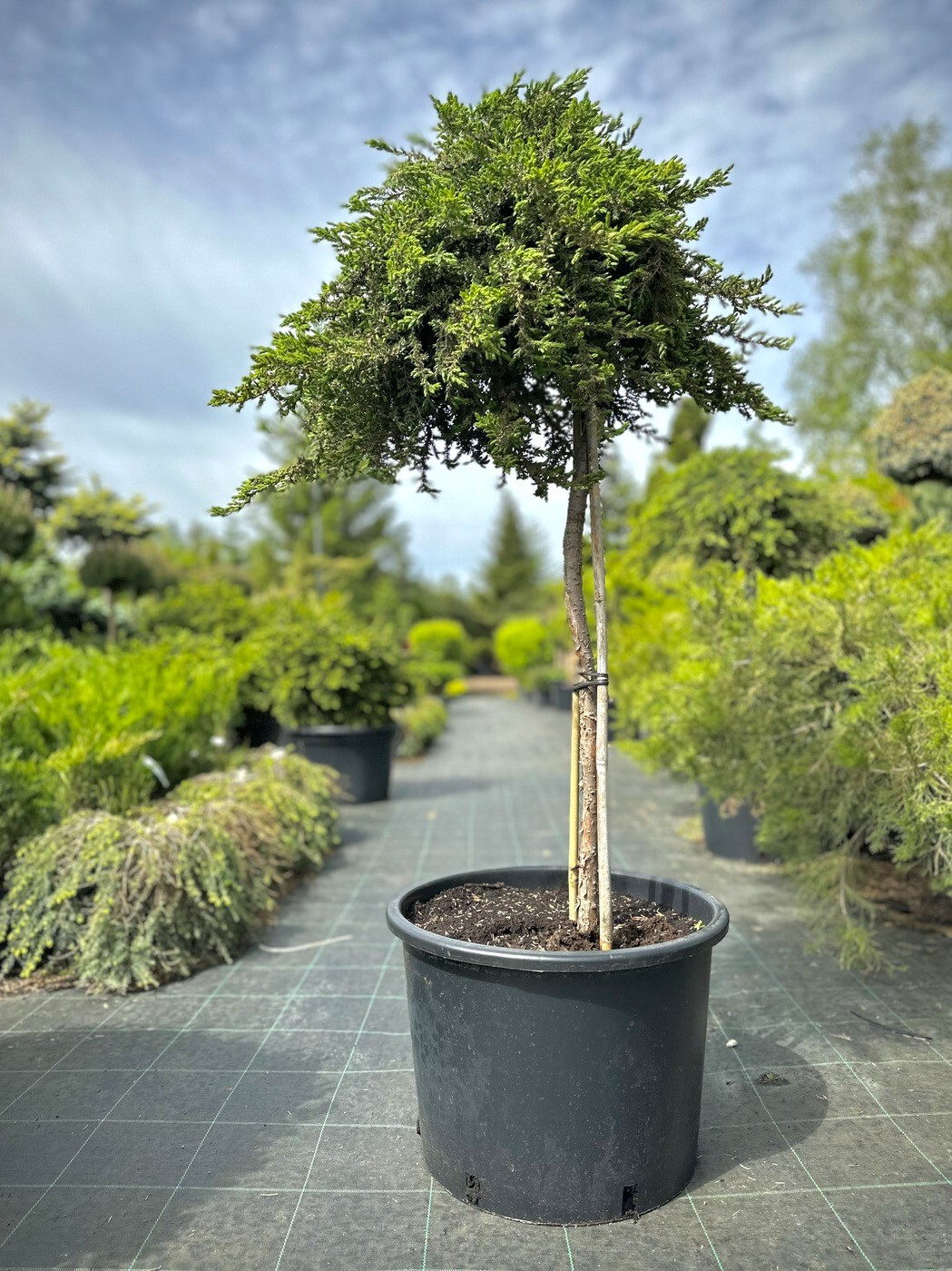 Можжевельник Гринмантл (Greenmantle) обыкновенный