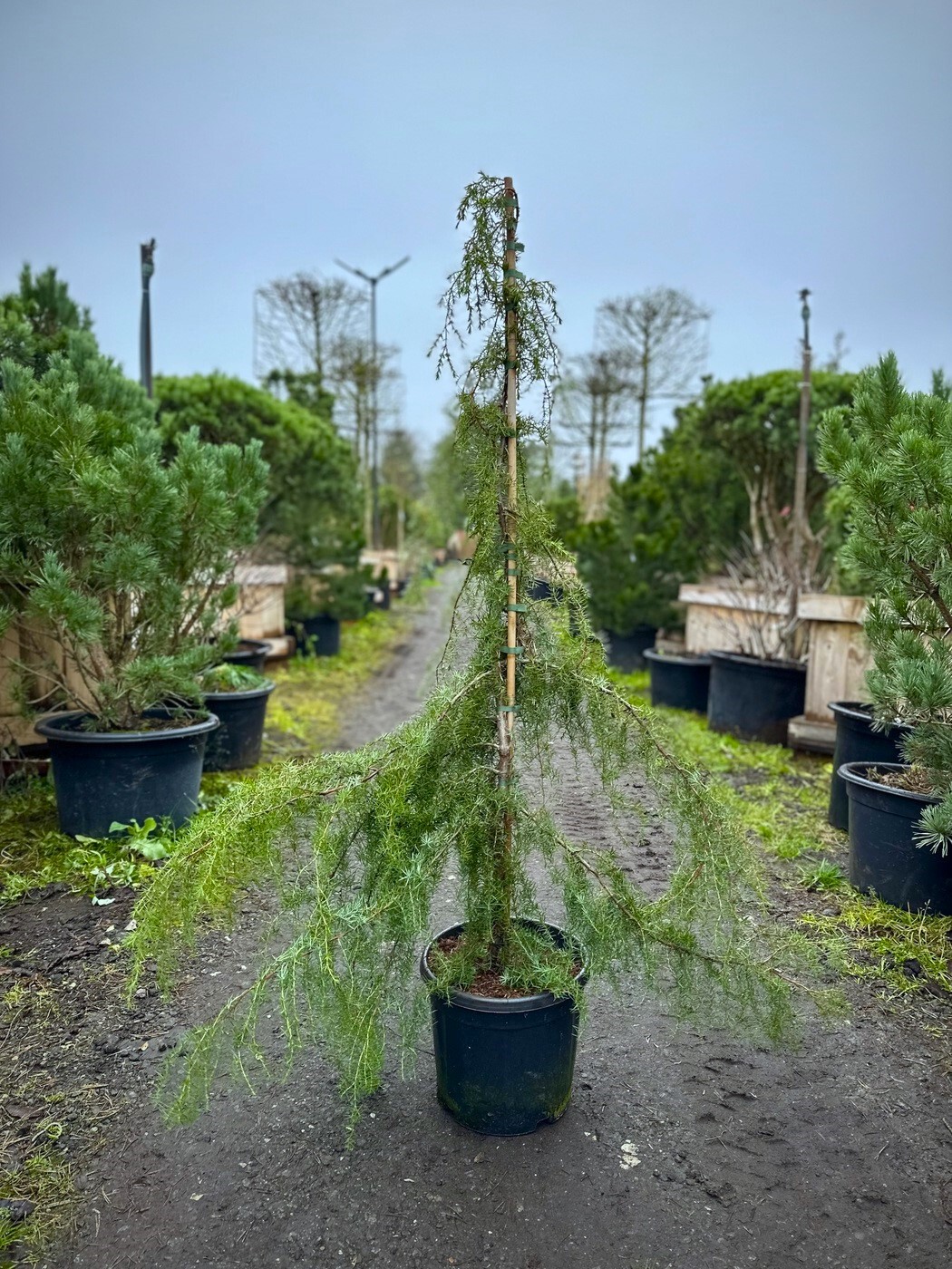 Можжевельник Облонга Пендула (Oblonga Pendula) обыкновенный