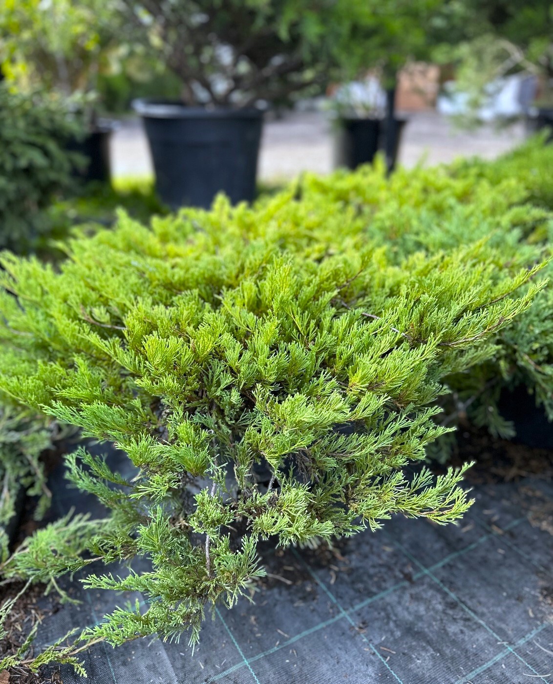 Можжевельник Андорра Компакт (Andorra Compact) горизонтальный