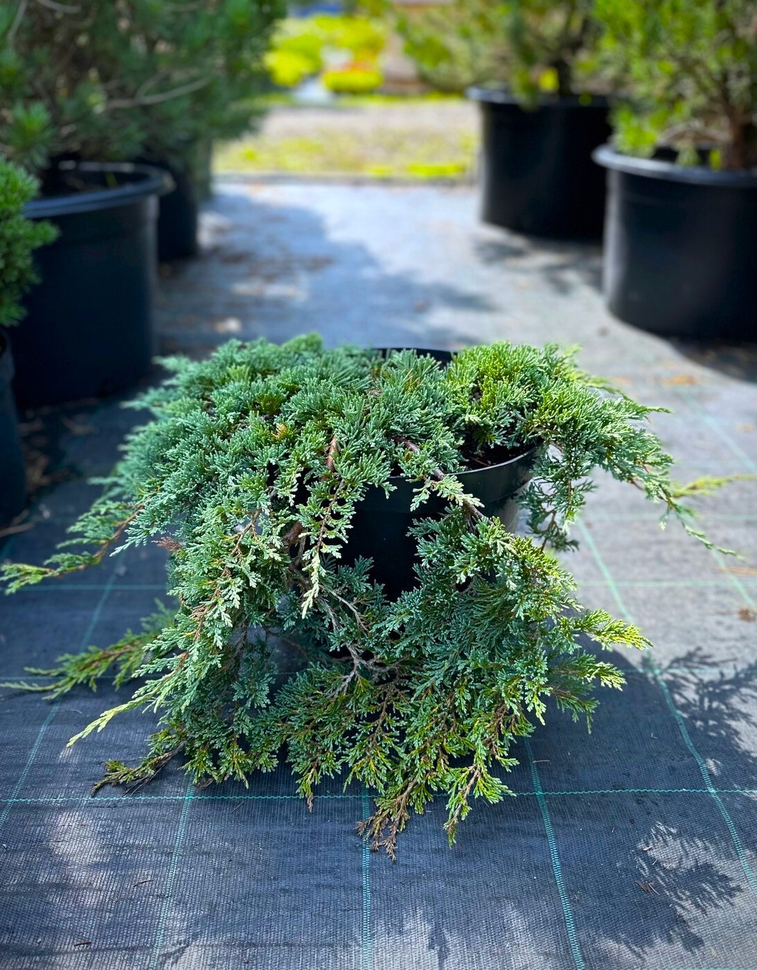 Можжевельник Вилтони (Wiltonii) горизонтальный