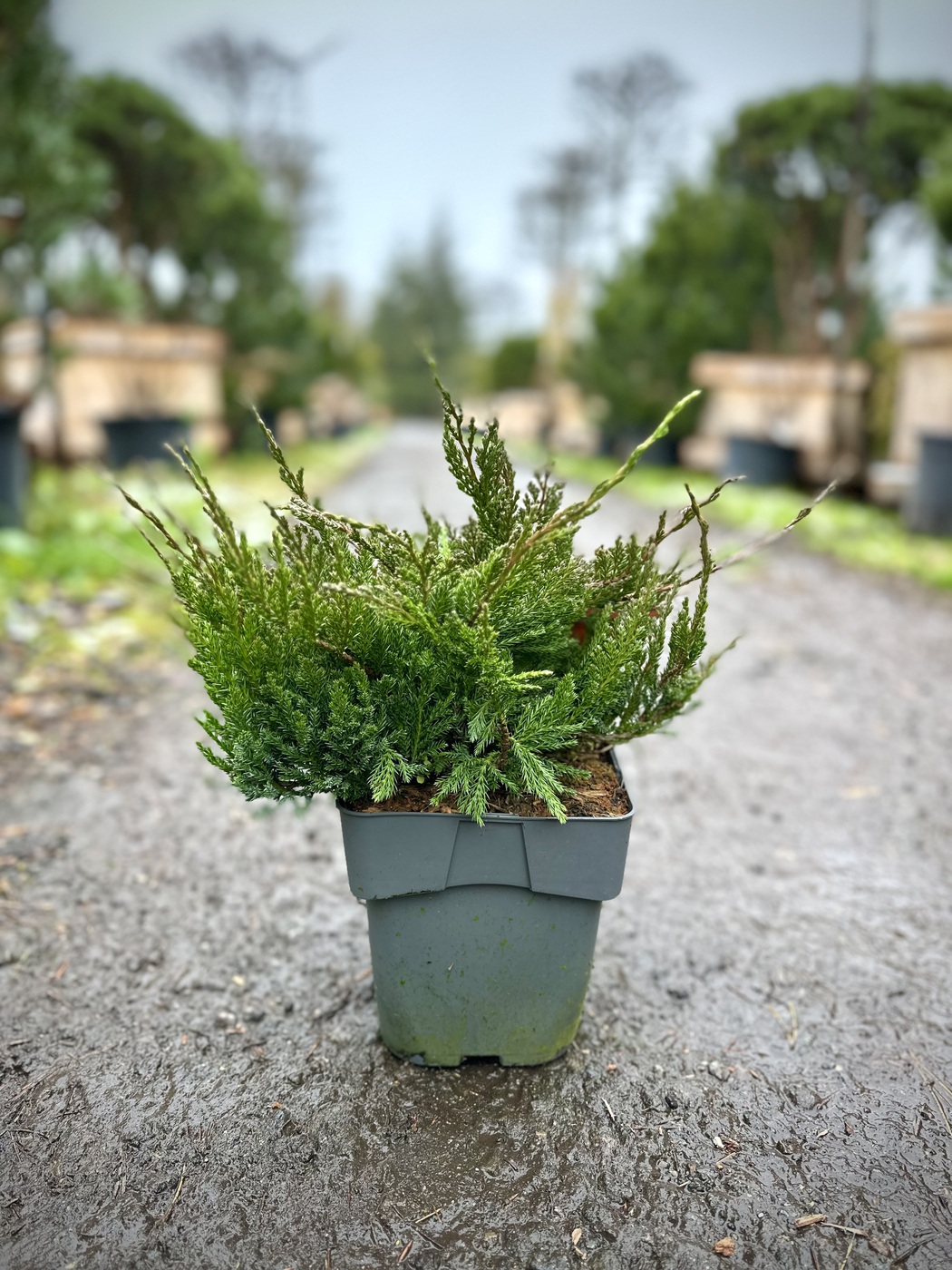 Можжевельник Блю Чип (Blue Chip) горизонтальный