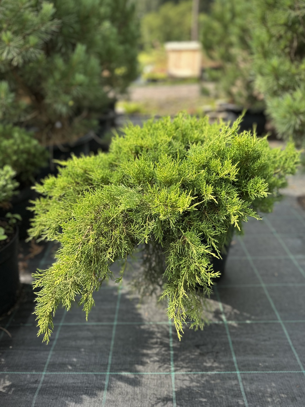 Можжевельник Лайм Глоу (Lime Glow) горизонтальный