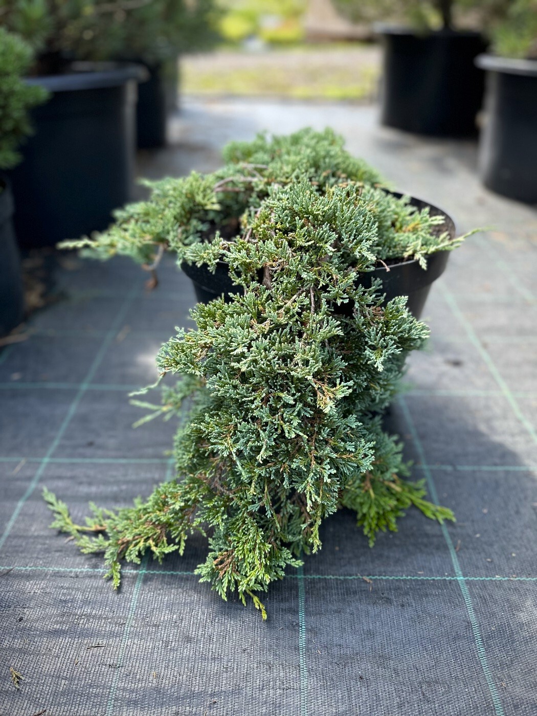 Можжевельник Айс Блю (Ice Blue) горизонтальный