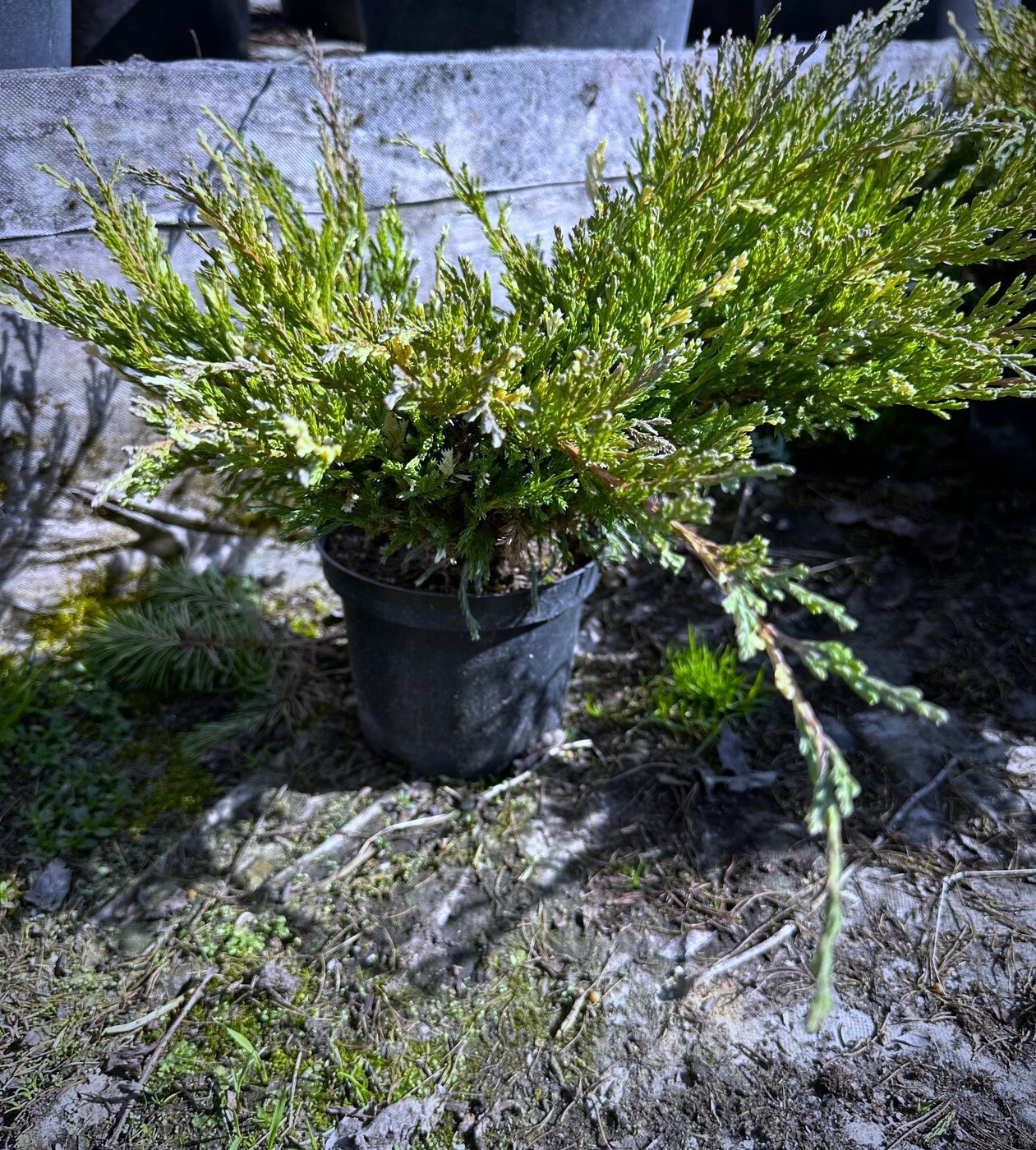 Можжевельник Андорра Вариегата (Andorra Variegata) горизонтальный