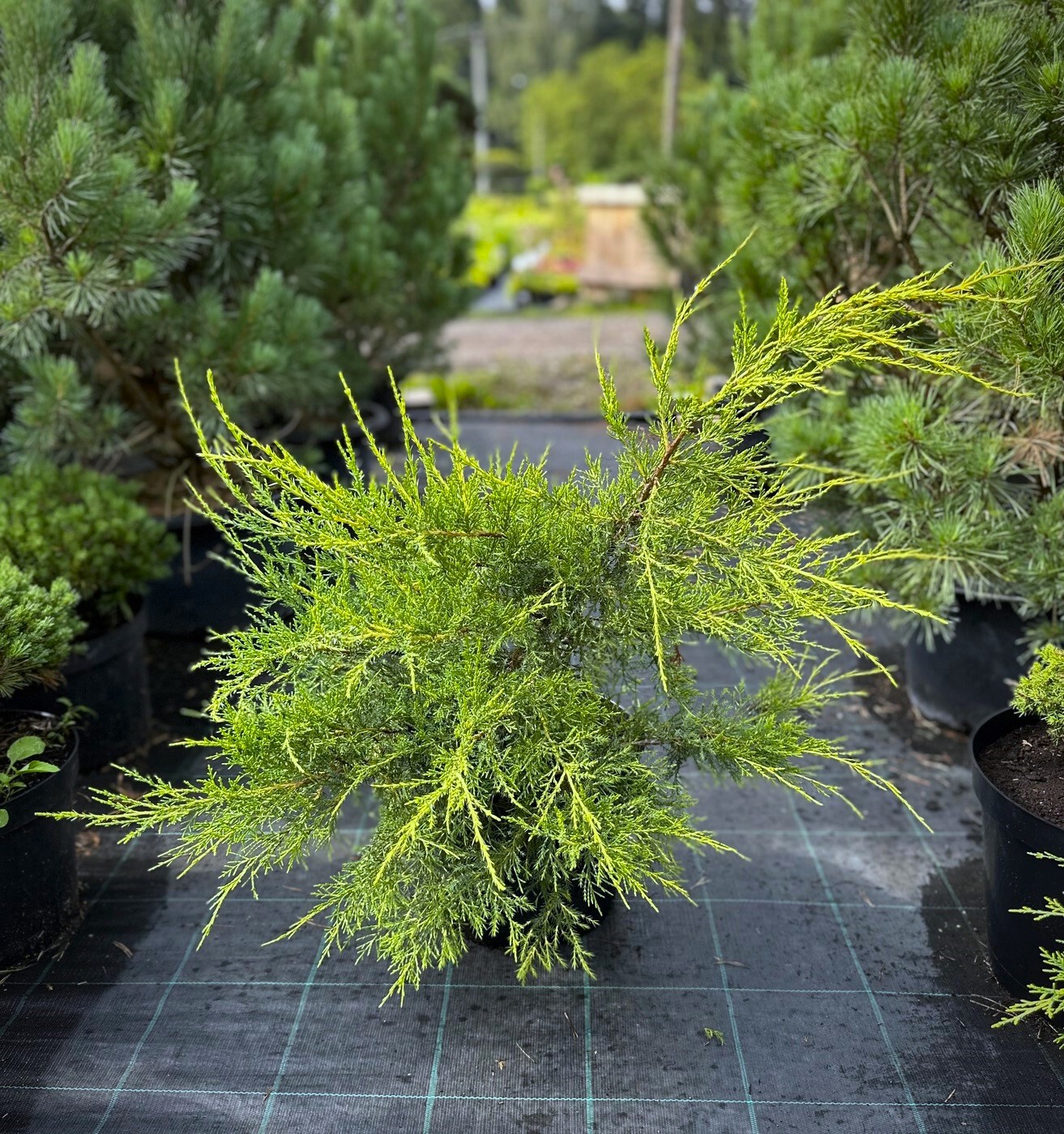 Можжевельник Куривао (Kuriwao) китайский