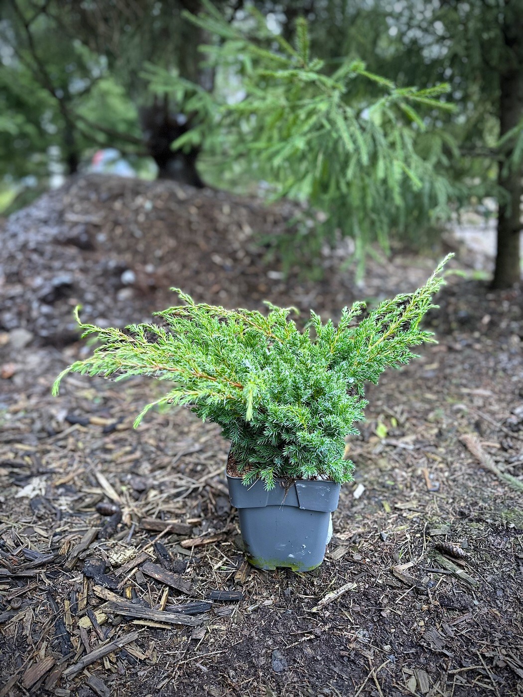 Можжевельник Блю Альпс (Blue Alps) китайский