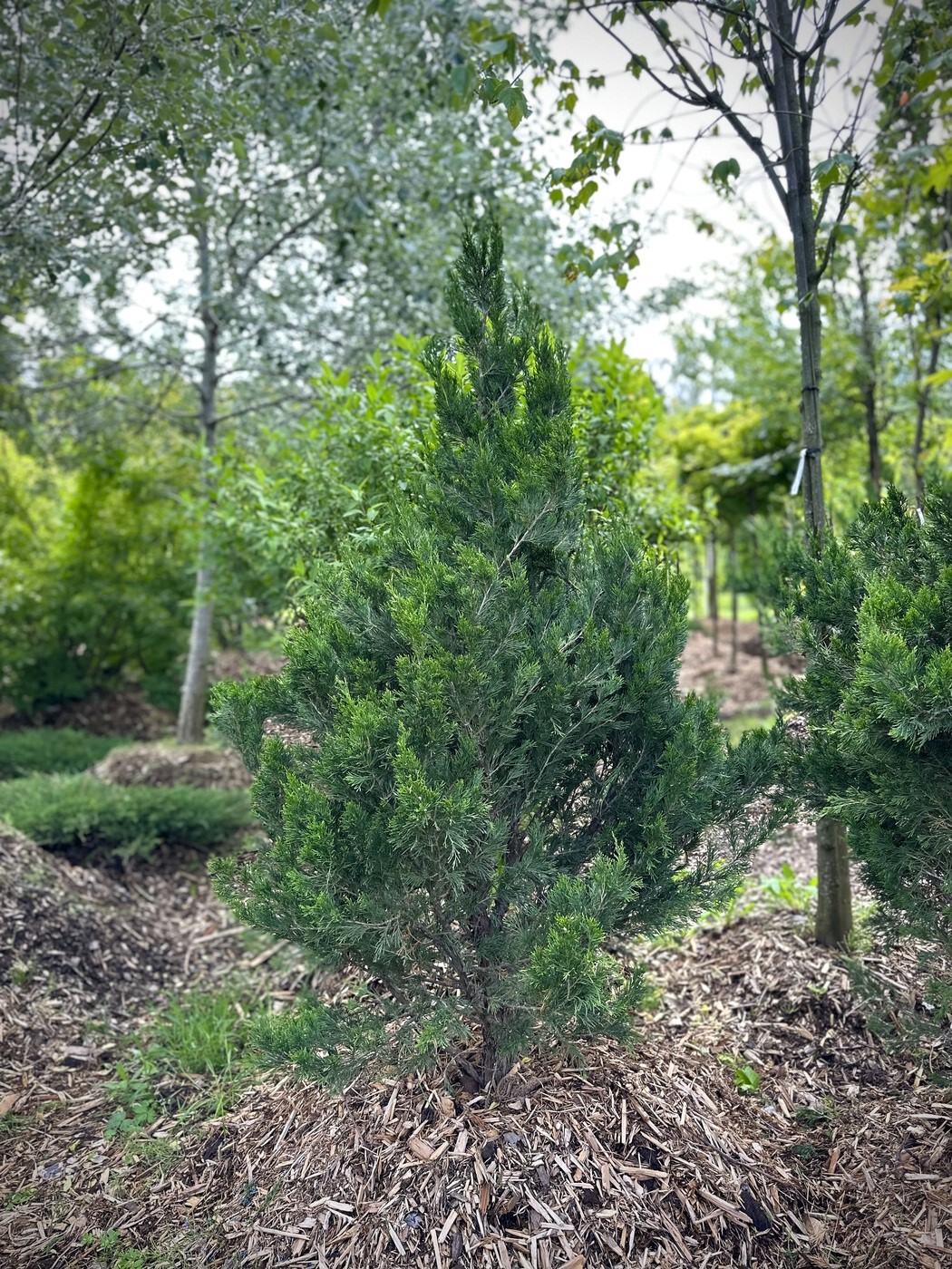 Можжевельник Спартан (Spartan) китайский