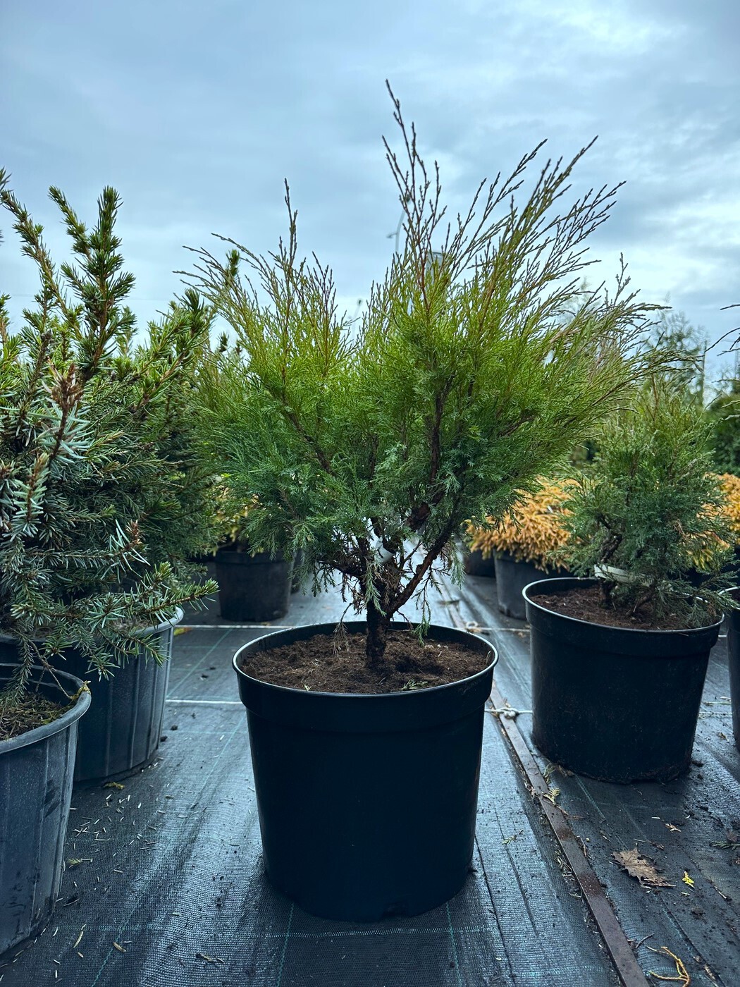 Можжевельник Блю Дануб (Blue Danube) казацкий