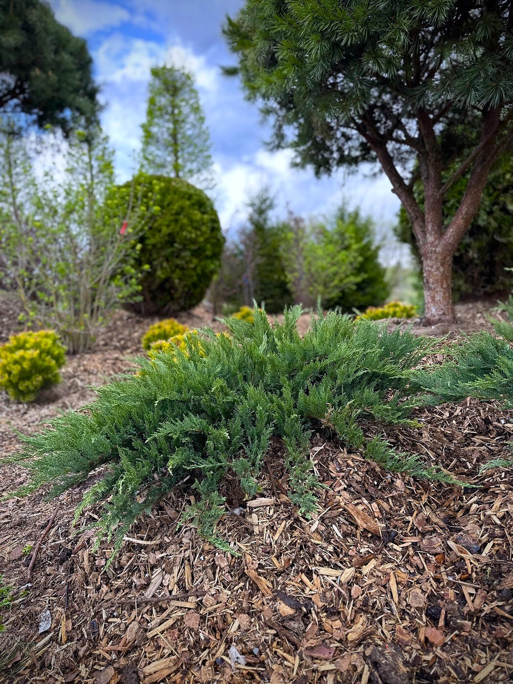 Можжевельник Тамарисцифолия (Tamariscifolia) казацкий
