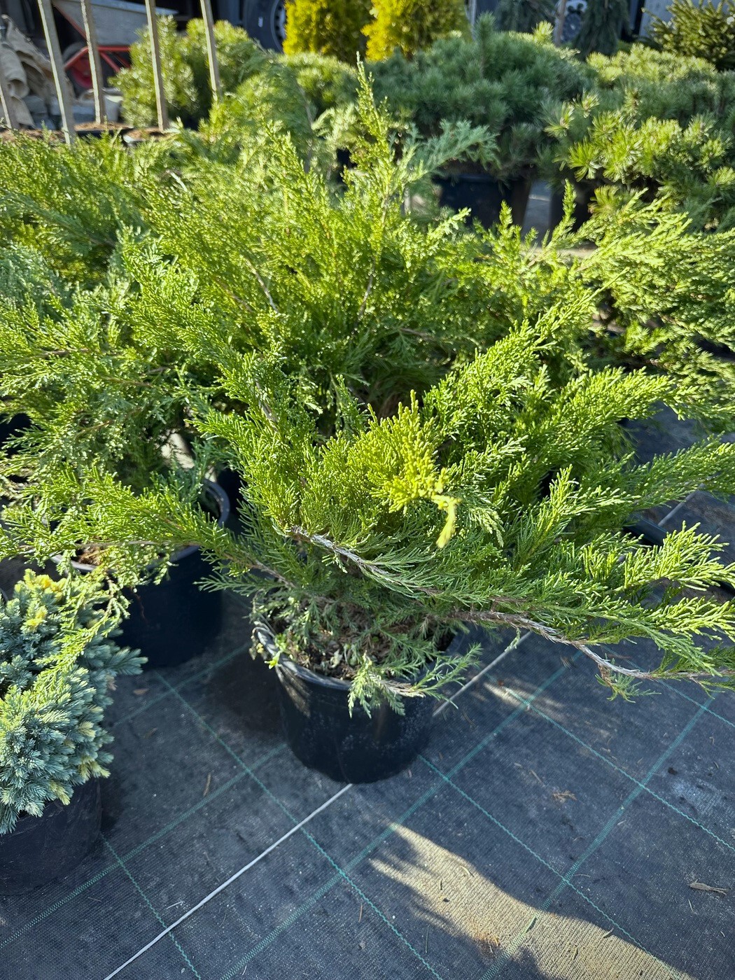 Можжевельник Мас (Mas) казацкий