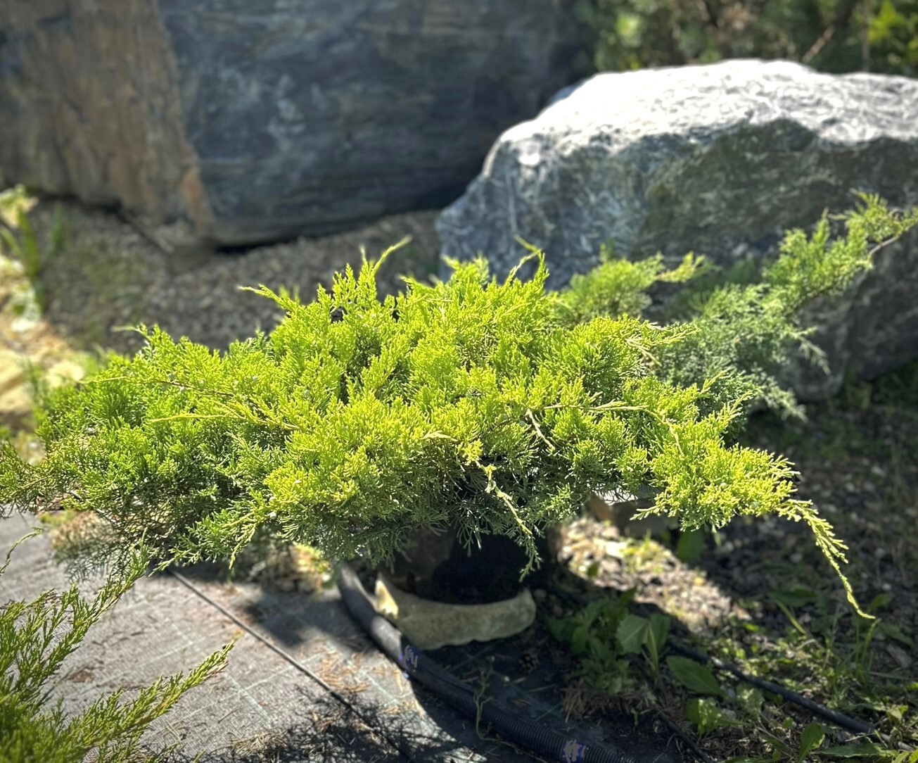Можжевельник Голден Спринг (Golden Spring) виргинский