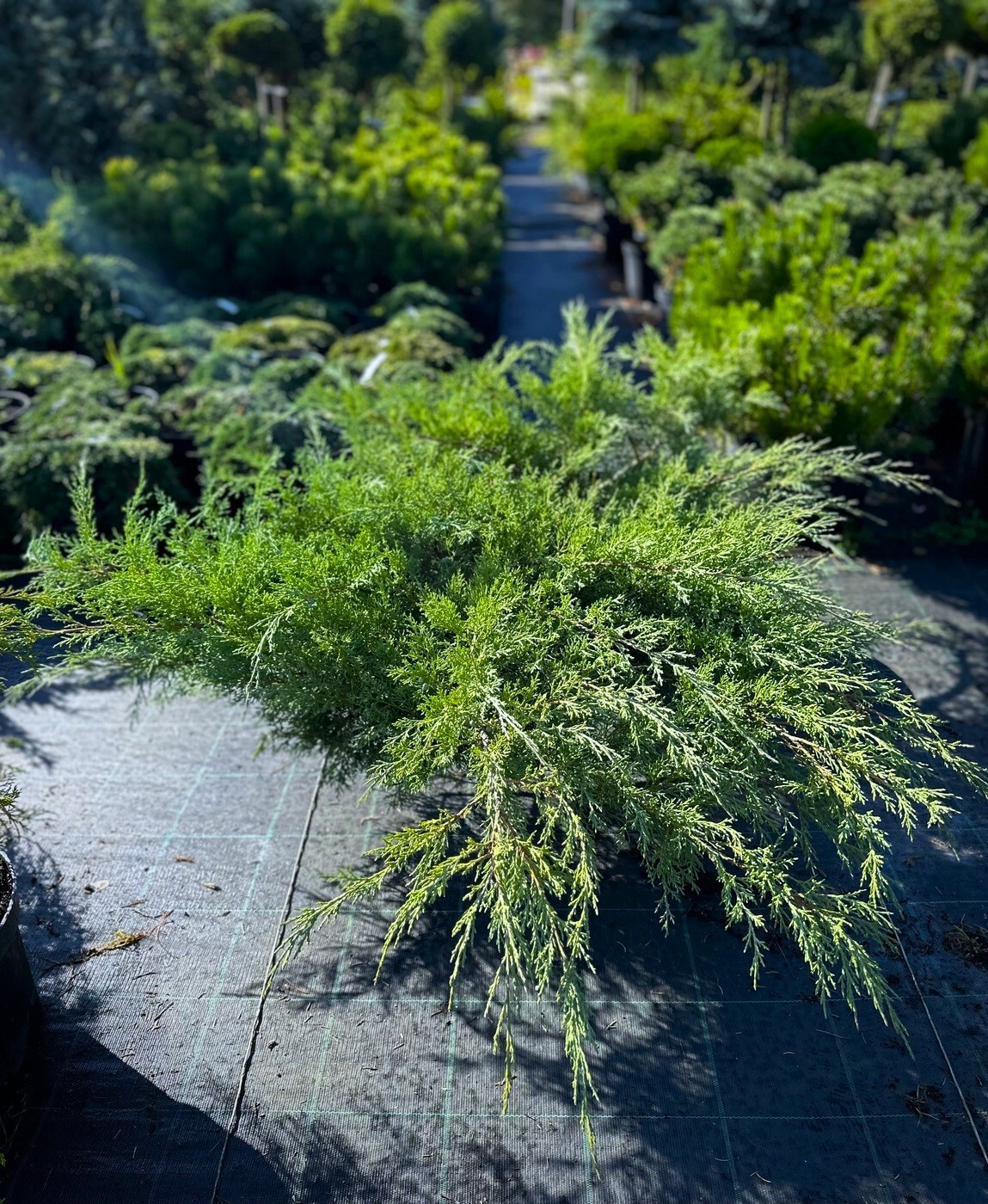Можжевельник Грей Оул (Grey Owl) виргинский
