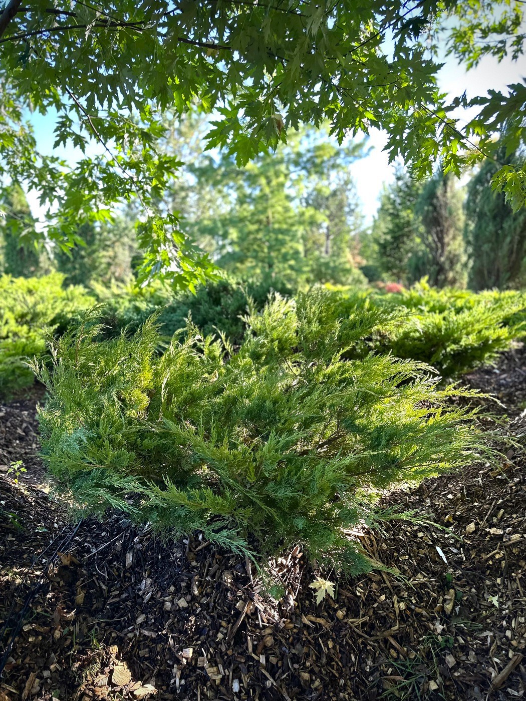 Можжевельник Хетз (Hetz) виргинский