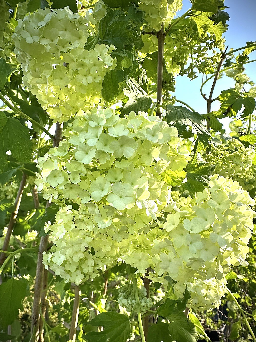 Калина декоративная