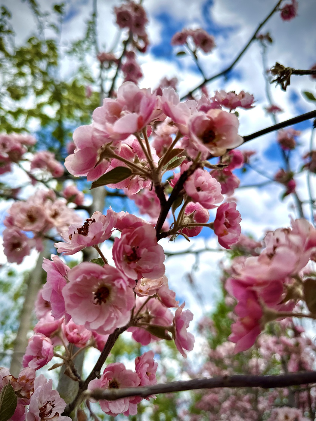 Яблоня декоративная