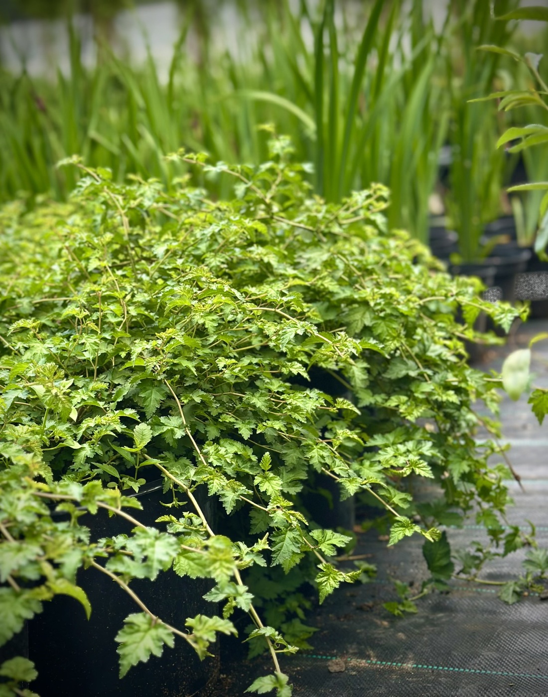 Стефанандра