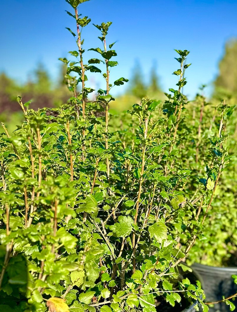 Смородина альпийская