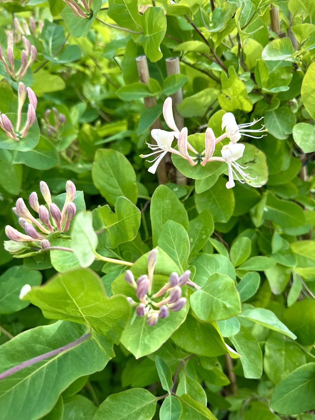 Жимолость Каприфоль