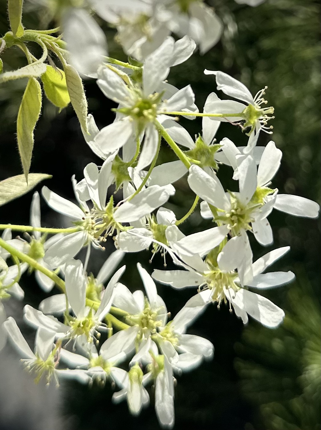 Ирга Ламарка