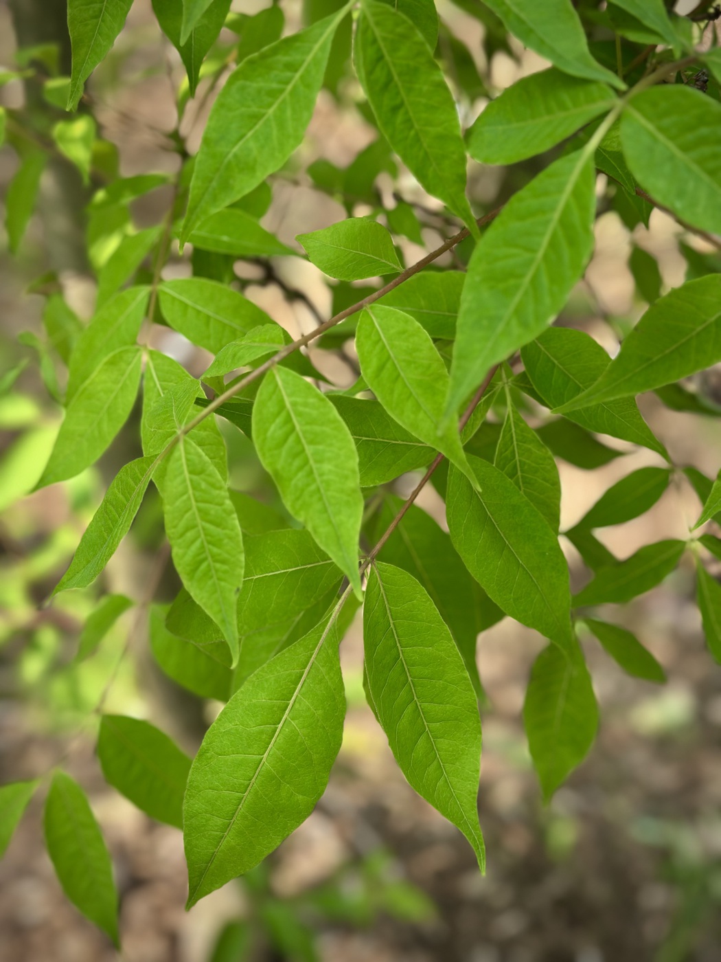 Бархат амурский