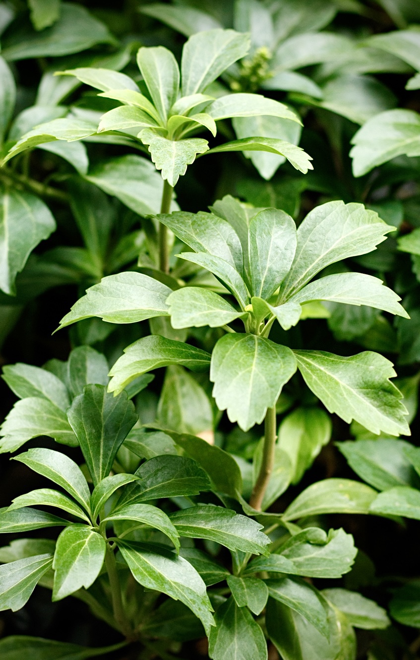 Пахизандра