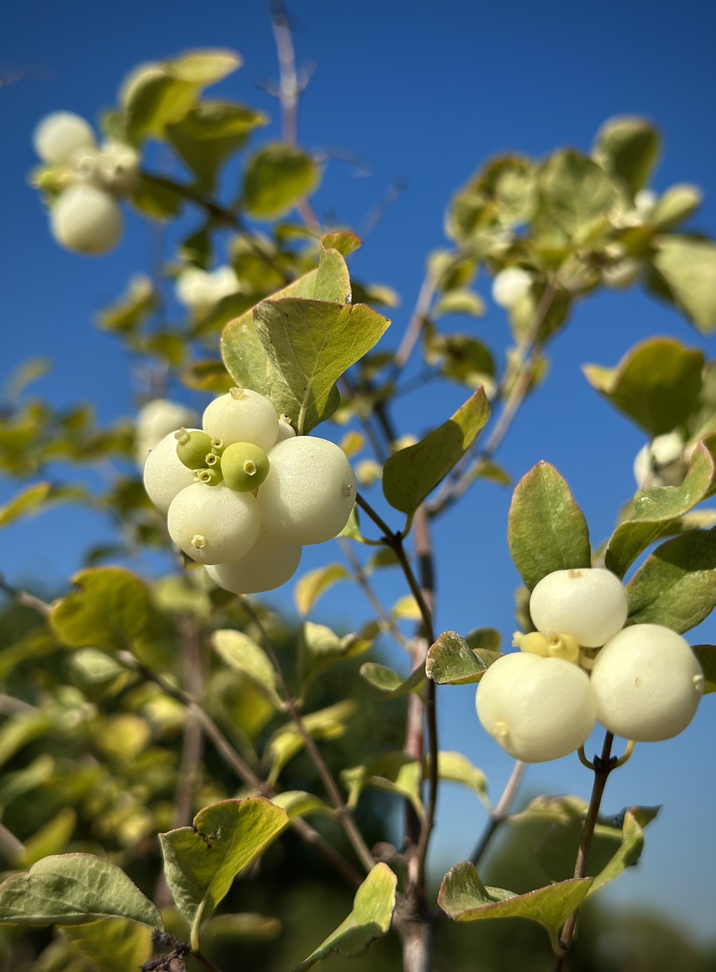 Снежноягодник