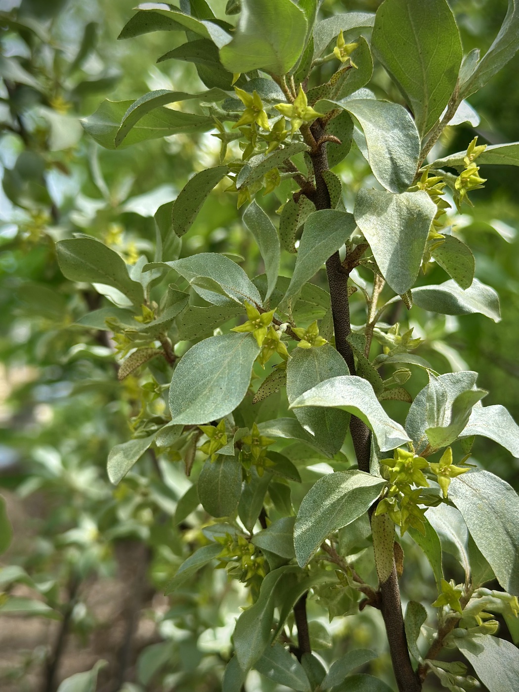 Лох серебристый