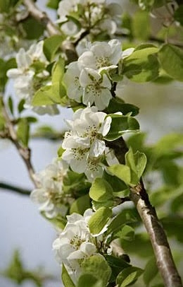 Груша декоративная