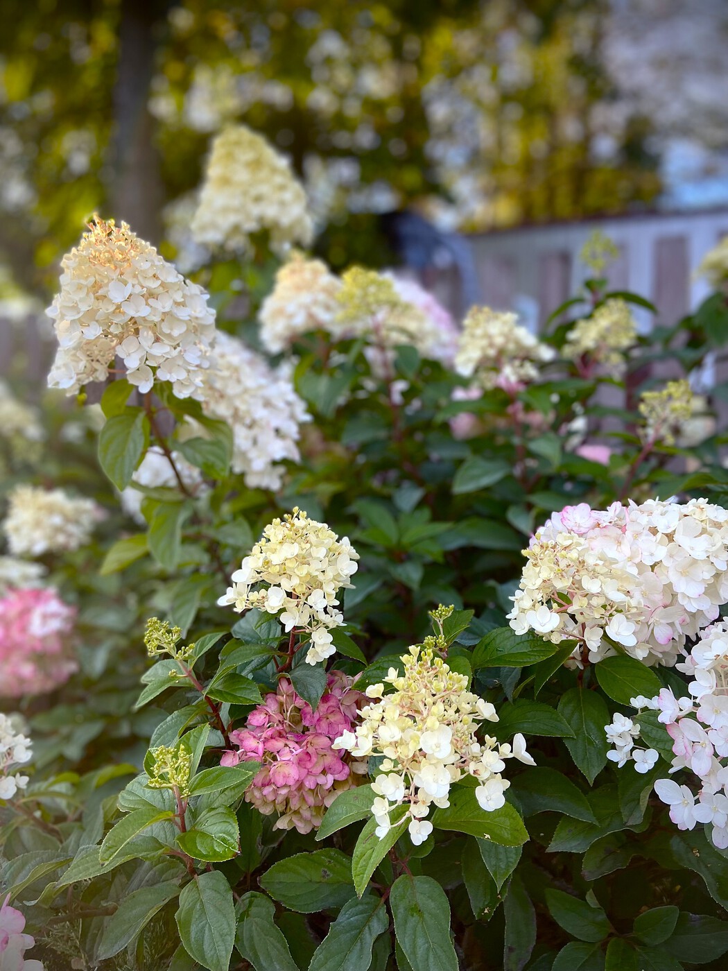 Метельчатая гортензия