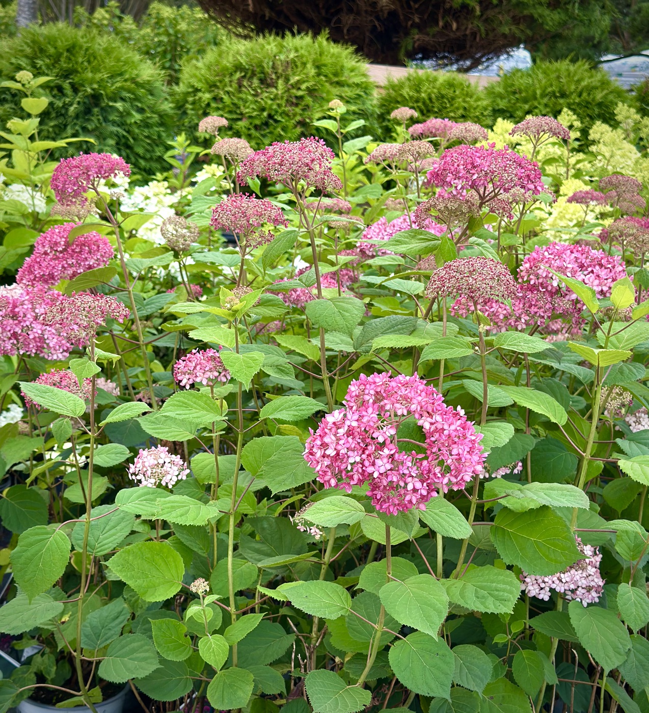 Древовидная гортензия