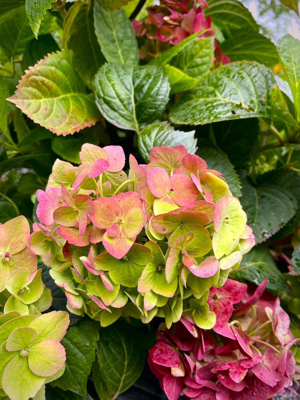 Крупнолистная гортензия