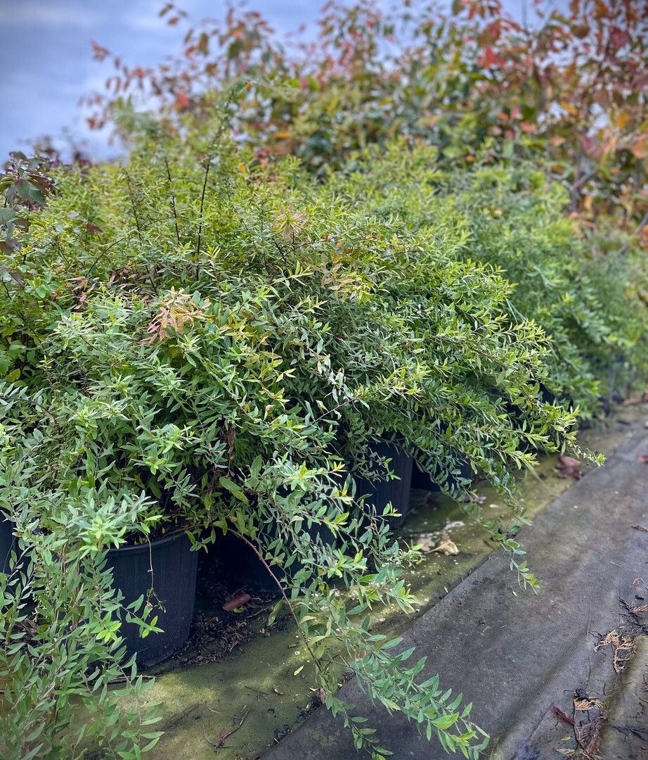 Серая Грефшейм спирея