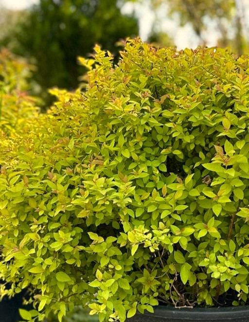 Golden Princess спирея