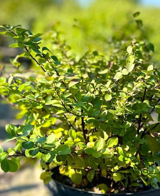 Березолистная спирея