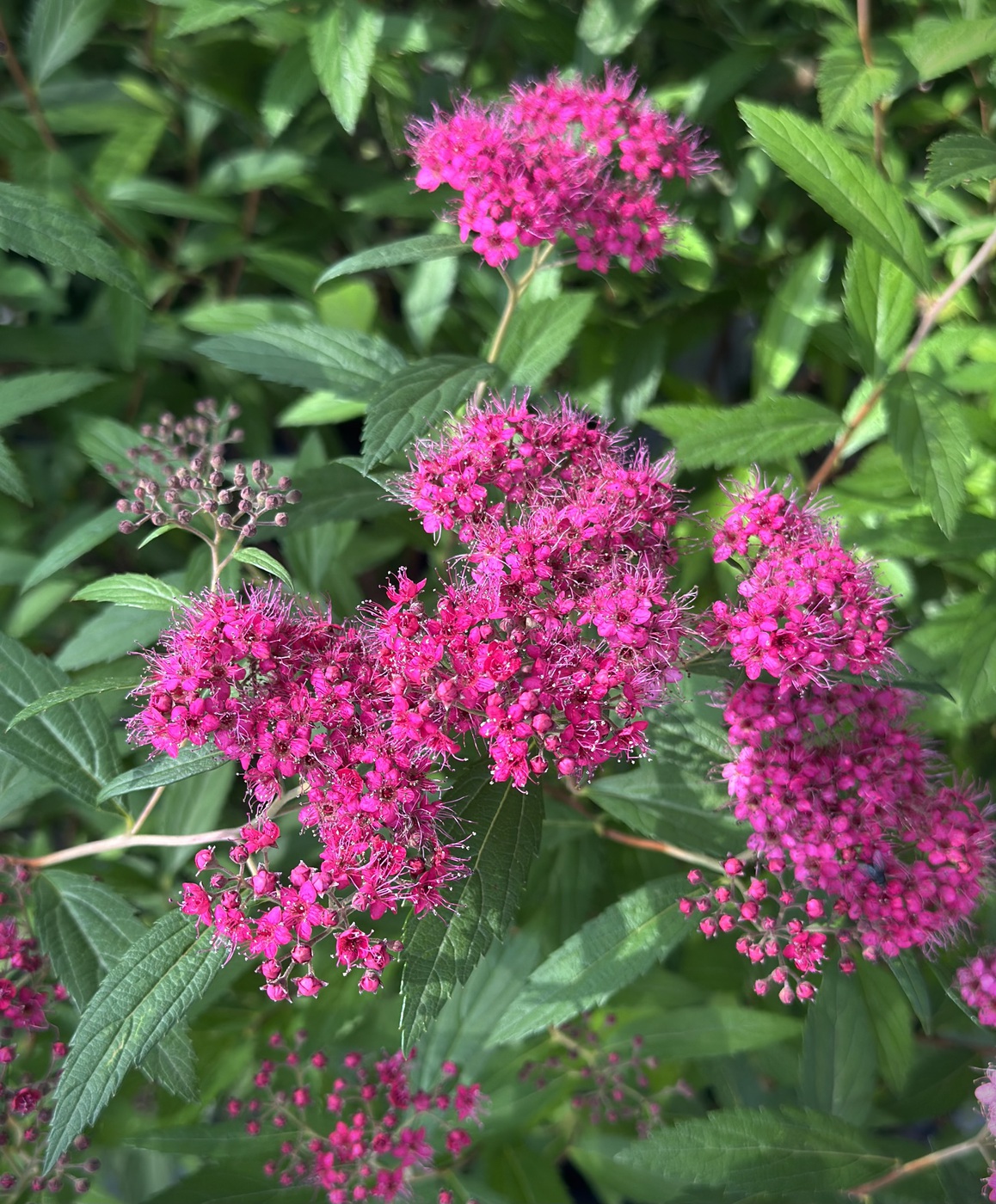 Японская спирея