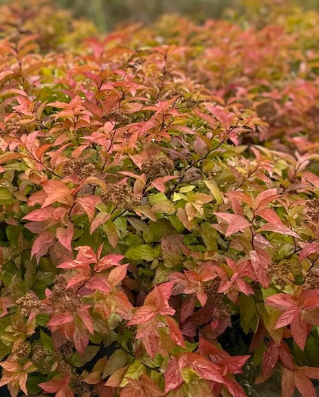 Goldflame спирея